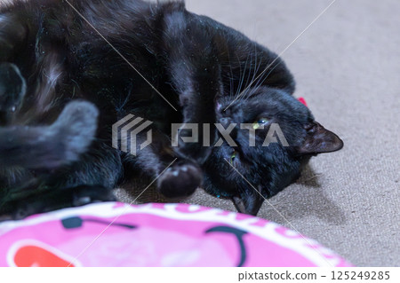 Black cat  125249285