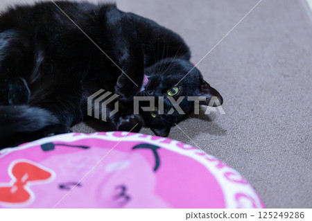 Black cat  125249286