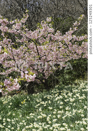 盛開的櫻花和水仙花 盛開的櫻花和水仙花 125249301