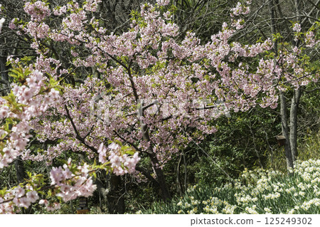 盛開的櫻花和水仙花 125249302