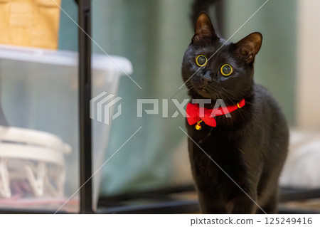 Black cat Black cat 125249416