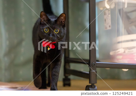 Black cat Black cat 125249421