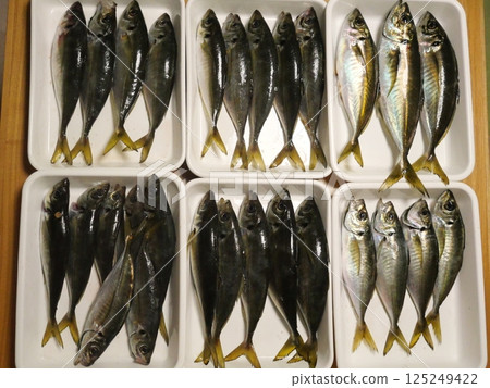 I caught a horse mackerel 125249422