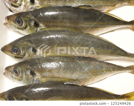 I caught a horse mackerel I caught a horse mackerel 125249426