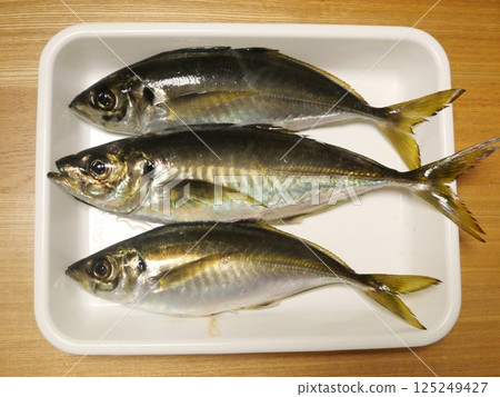 I caught a horse mackerel I caught a horse mackerel 125249427