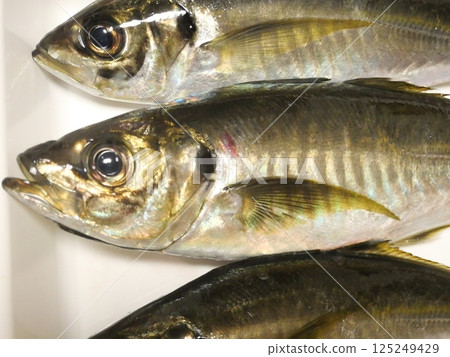 I caught a horse mackerel I caught a horse mackerel 125249429