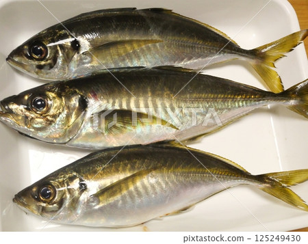 I caught a horse mackerel I caught a horse mackerel 125249430