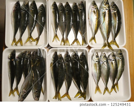 我抓到了一條竹莢魚 我抓到了一條竹莢魚 125249431