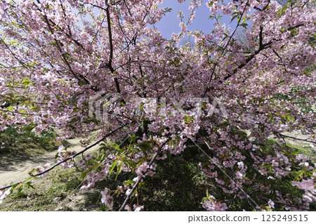 Kawazu cherry blossoms in the blue sky 125249515