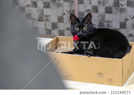 Black cat Black cat 125249571