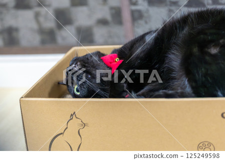 Black cat  125249598