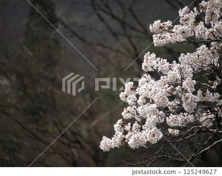 櫻花盛開 125249627