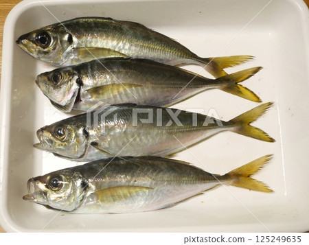 I caught a horse mackerel I caught a horse mackerel 125249635