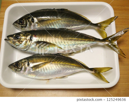 I caught a horse mackerel I caught a horse mackerel 125249636