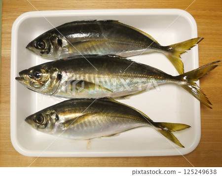 I caught a horse mackerel I caught a horse mackerel 125249638