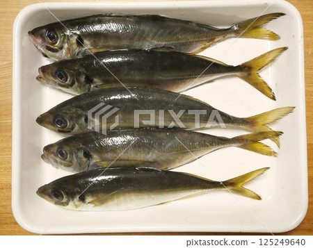 I caught a horse mackerel I caught a horse mackerel 125249640