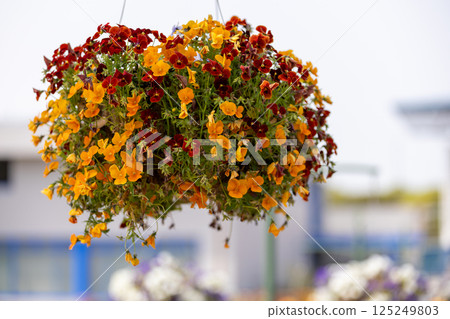 鬱金香 鬱金香 125249803