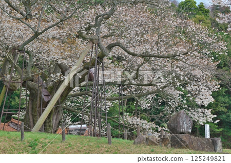 Misumi Ohira Sakura (Misumi Town, Hamada City, Shimane Prefecture) 125249821