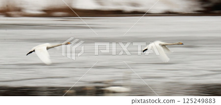 Panning shot of two swans taking flight 125249883