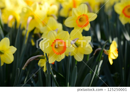 Narcissus in the sun Narcissus in the sun 125250001