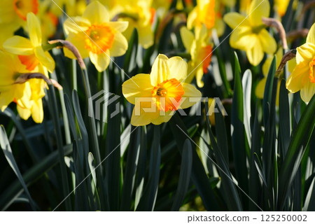 Yellow daffodils 125250002