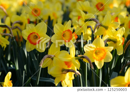 Yellow daffodils Yellow daffodils 125250003