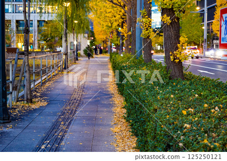 A Tokyo sidewalk lined with gingko and willow trees lit up by streetlights near the Imperial Palace (Chiyoda Ward, Tokyo) 125250121
