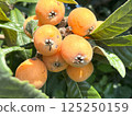 Close-up of loquats growing on a tree 125250159