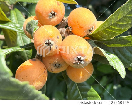 Close-up of loquats growing on a tree Close-up of loquats growing on a tree 125250159
