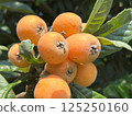 Loquats growing on a tree 125250160