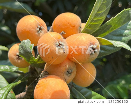 Loquats growing on a tree Loquats growing on a tree 125250160