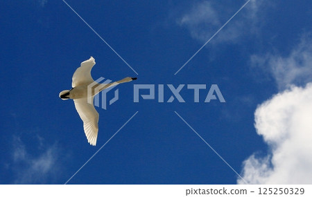 A swan soaring gracefully into the blue sky 125250329