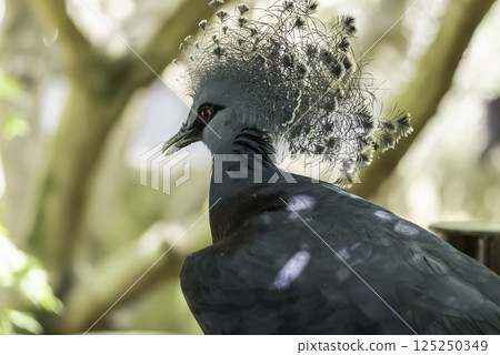 美麗的維多利亞冠鴿臉部特寫 125250349