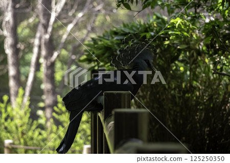 維多利亞冠鳩 維多利亞冠鳩 125250350