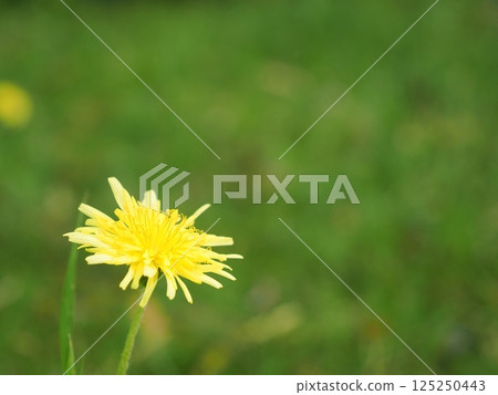 Dandelion blooming in the field 125250443