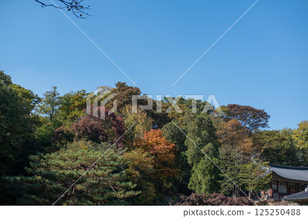 Beautiful autumn foliage in Secret Garden or Huwon of Changdeokgung Palace. It was used as a place of leisure by members of the royal family 125250488