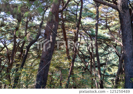 Pine tree branch in autumn with sky on the background 125250489