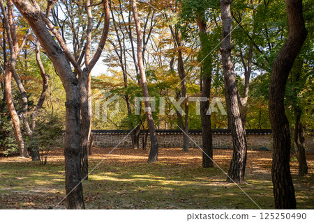 Korean traditional stone wall in Changdeokgung palace with beautiful autumn foliage. Korean traditional stone wall in Changdeokgung palace with beautiful autumn foliage. 125250490