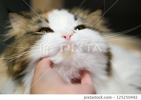 Close up of a hand, petting the cute fluffy white cat. Mixed breed cat between Maine Coon and Scottish Fold. 125250492