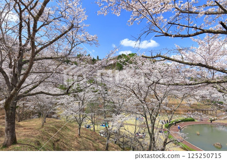 [Oita Prefecture] Cherry blossoms in full bloom at Yoshiroku Land on a clear day 125250715