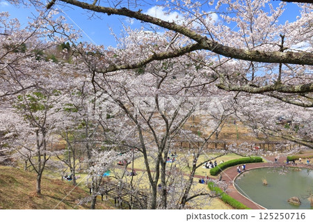 【大分縣】晴天時，吉六樂園的櫻花盛開 125250716