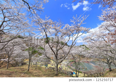 【大分縣】晴天時，吉六樂園的櫻花盛開 125250717