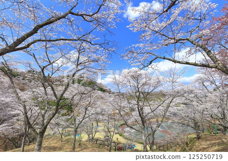 【大分縣】晴天時，吉六樂園的櫻花盛開 125250719