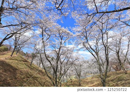 【大分縣】晴天時，吉六樂園的櫻花盛開 125250722