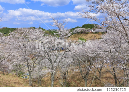 【大分縣】晴天時，吉六樂園的櫻花盛開 125250725