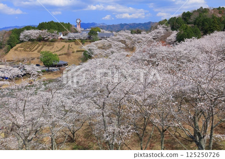 【大分縣】晴天時，吉六樂園的櫻花盛開 125250726