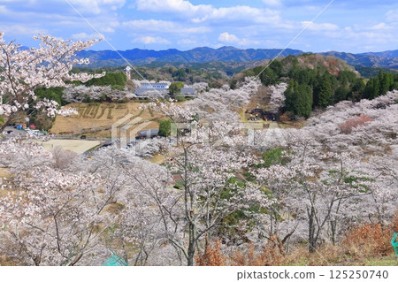 【大分縣】晴天時，吉六樂園的櫻花盛開 125250740