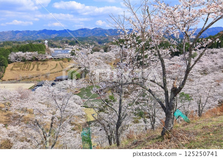【大分縣】晴天時，吉六樂園的櫻花盛開 125250741