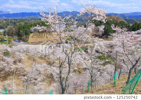【大分縣】晴天時，吉六樂園的櫻花盛開 125250742