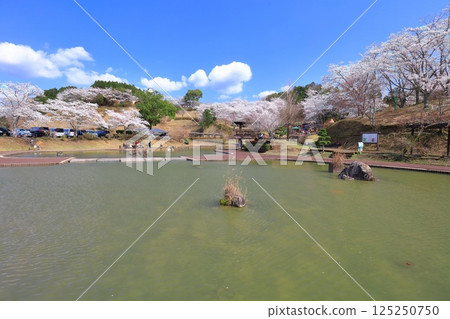 【大分縣】晴天時，吉六樂園的櫻花盛開 125250750